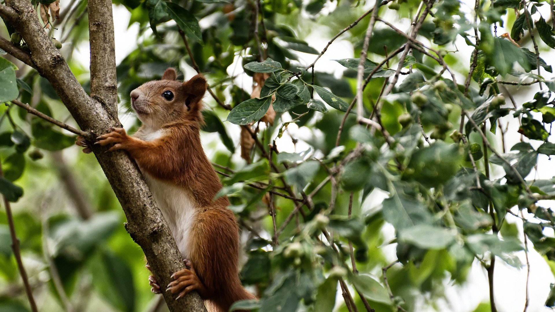 “2025世界运动会:定向越野赛场上的极速徒步”