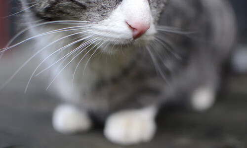 广东队防守端表现稳健有效限制对方攻势,广东队的打法