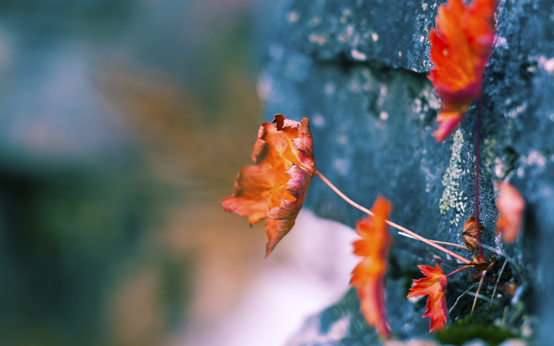 瑞典队乒乓球战术:从远台控制到近台攻击的完美过渡,被誉为乒坛常青树的瑞典乒乓球选手