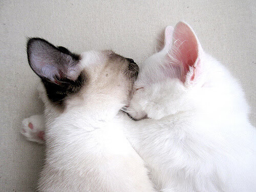 kaiyun网址-赛季高潮阶段球队心态管理是否影响技战术部署