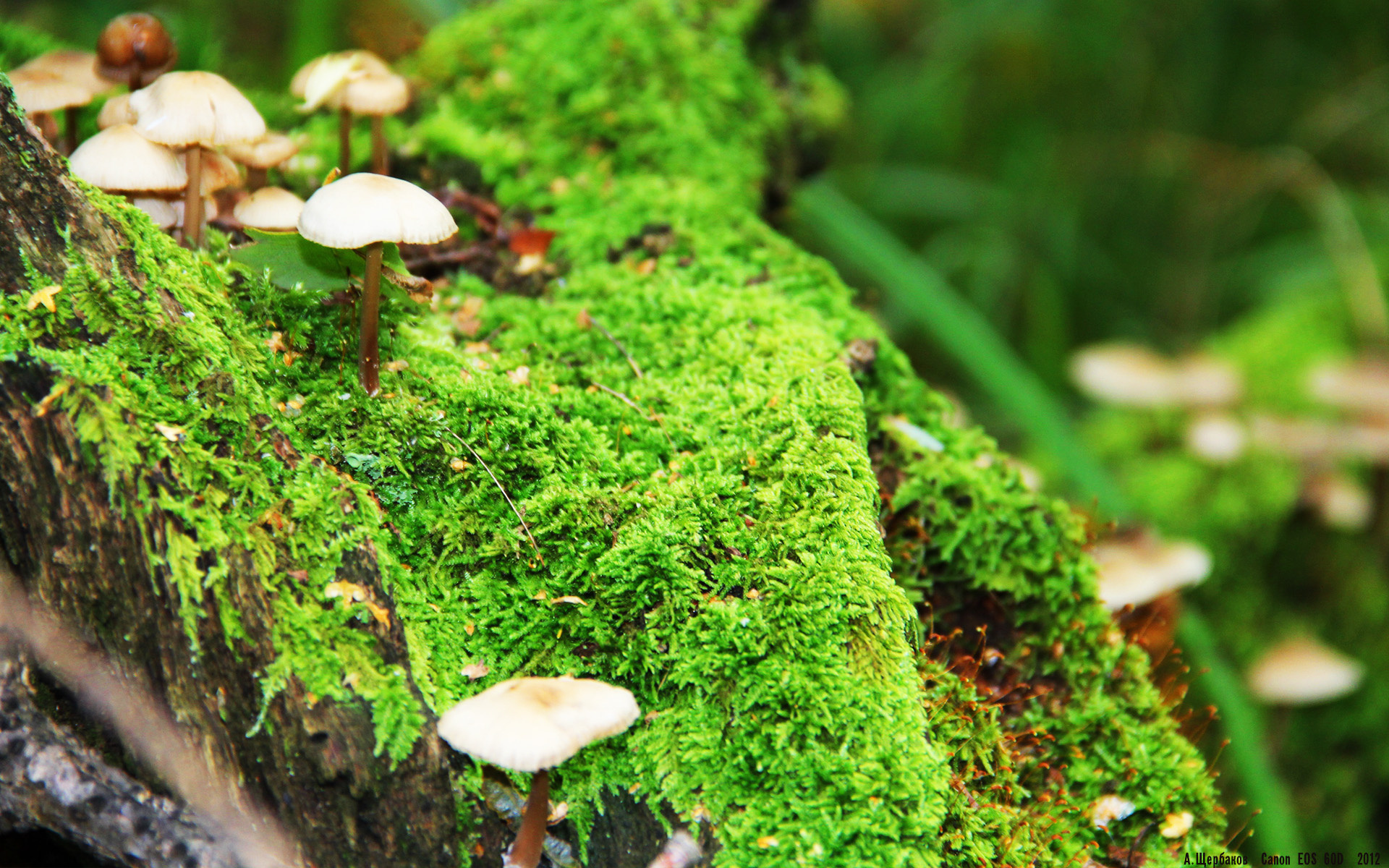 体育新闻中心球迷声音集锦，球迷轶事