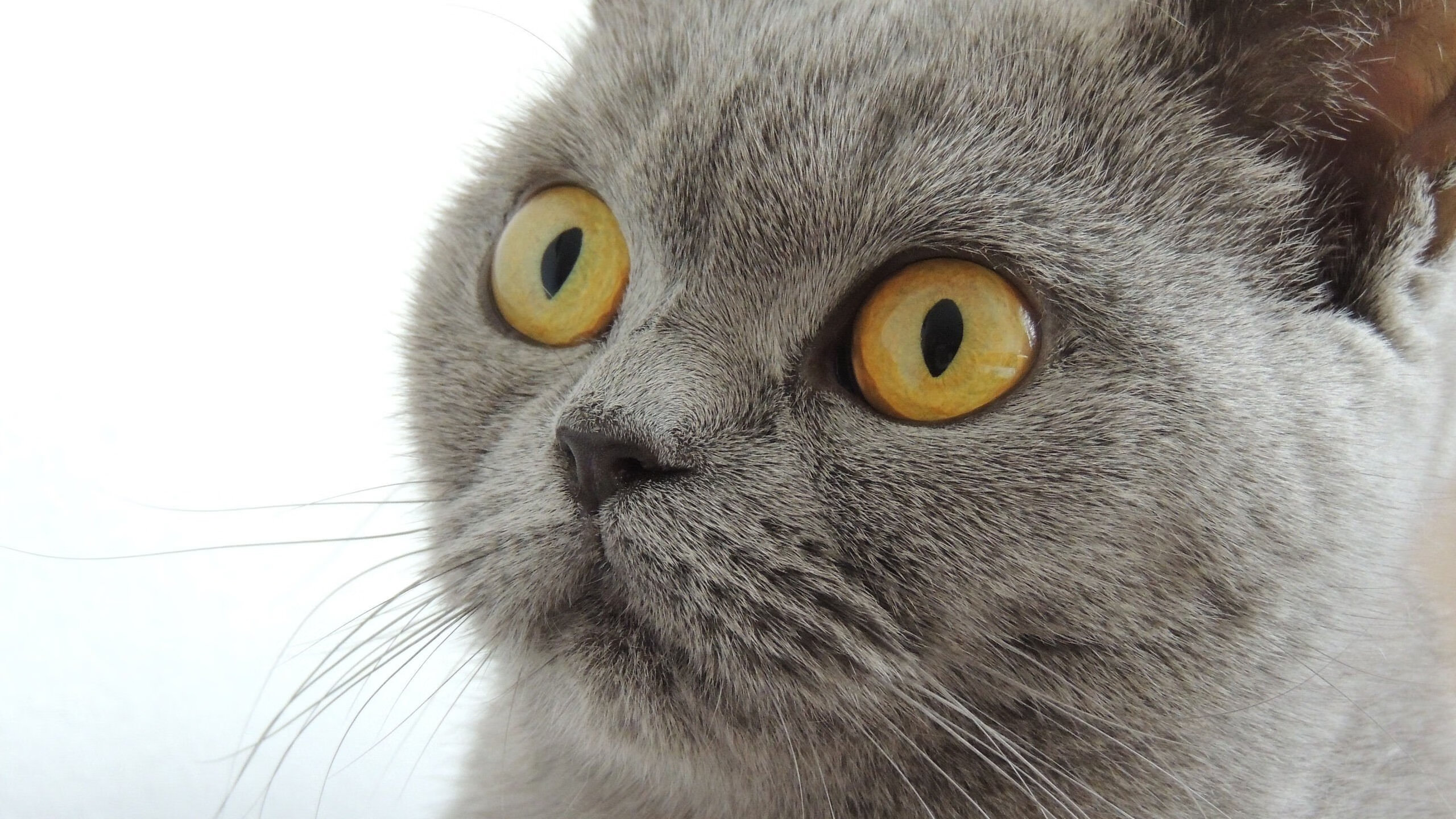 开云体育下载-安哥拉男篮在非洲锦标赛中持续前行，体育水平不断提升