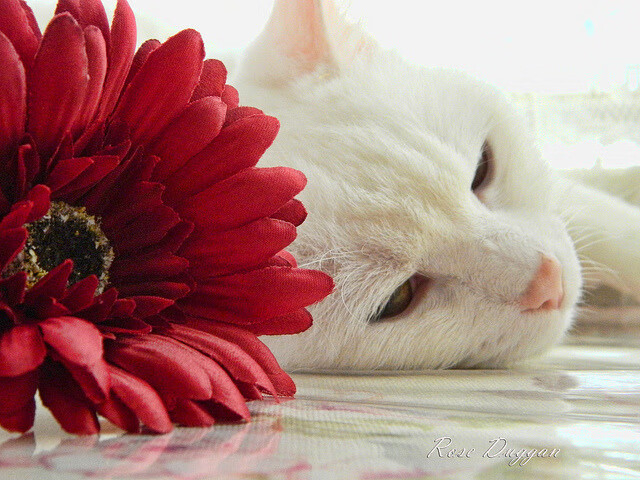 德甲战术变革：变化多端精彩不断！，德甲格局