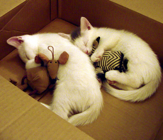 开云在线入口-绿色科技在足球场馆中的应用不断深化，推动行业绿色转型，绿色科技俱乐部