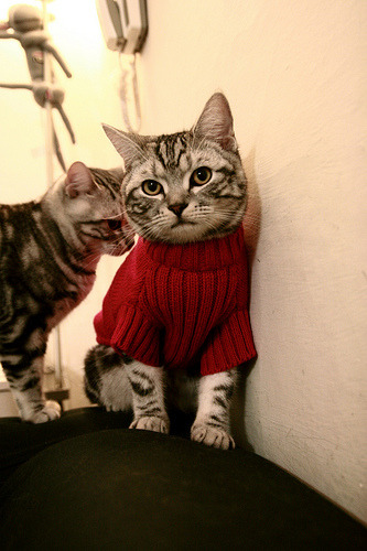 开yun官网-蝶泳爆发阶段希腊展现速度优势，蝶泳项目